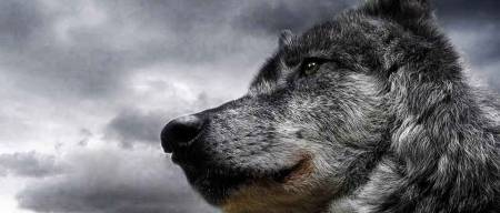 Ποια είναι η προέλευση του σύγχρονου σκύλου; Λύκος και σκύλος, μύθοι και πραγματικότητα [updated]
