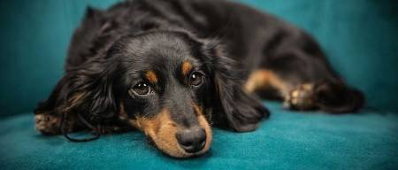Πρώτες βοήθειες σκύλου | Επαφή & έγκαυμα από χημικά