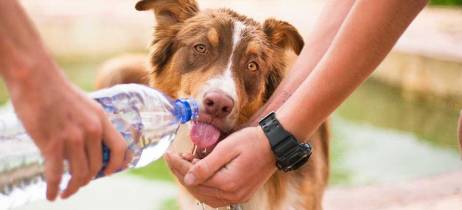Πρώτες βοήθειες σκύλου | Αφυδάτωση