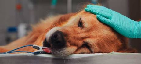 Πρώτες βοήθειες σκύλου | Δηλητηρίαση