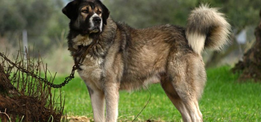 Ελληνικός Ποιμενικός