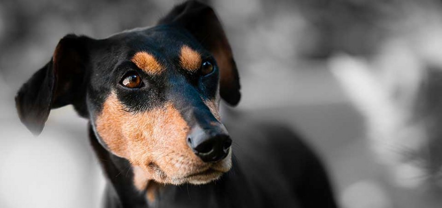Έρευνα | Πως η μυρωδιά του σώματος μας επηρεάζει την συμπεριφορά του σκύλου μας