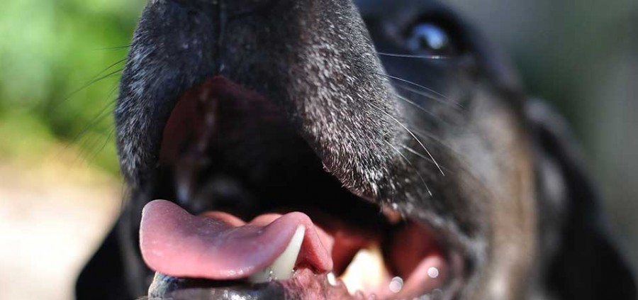 Γιατί πρέπει να προσέχουμε την στοματική υγιεινή του σκύλου μας