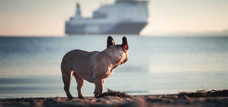 Πως θα μάθετε τον σκύλο σας να μην φοβάται τη θάλασσα