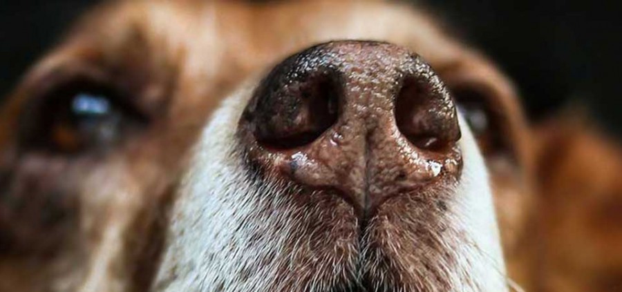 Γιατί η μύτη του σκύλου μου είναι υγρή; Πότε πρέπει να ανησυχήσω;