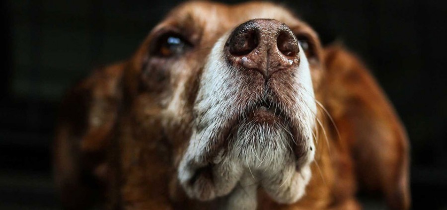 Αλλεργίες στο σκύλο – Αιτίες και πρόληψη
