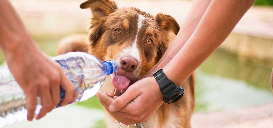 Τι άλλο μπορεί να πίνει ο σκύλος μου εκτός από νερό;