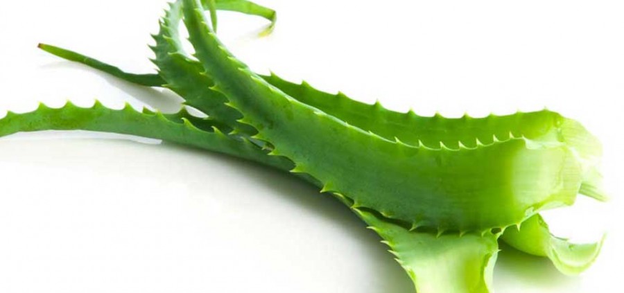 Η aloe vera στη διατροφή του σκύλου