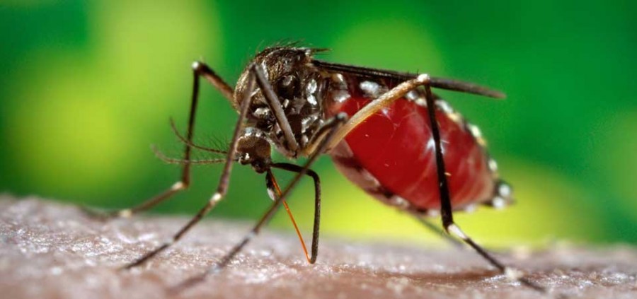 Γιατί μας πιάνει φαγούρα όταν μας τσιμπάνε τα κουνούπια;