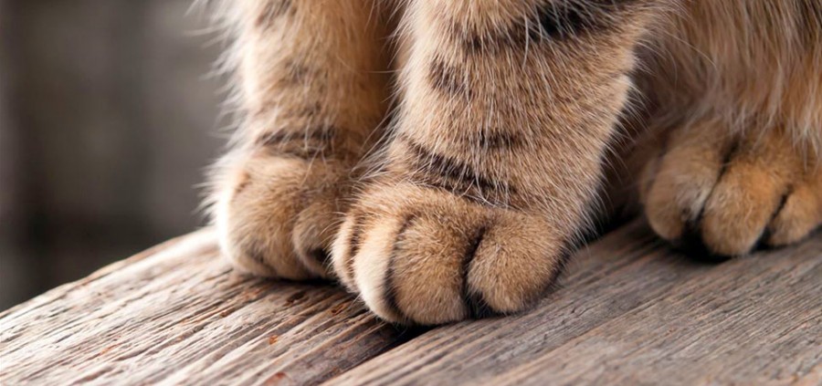 Γνωρίζετε γιατί οι γάτες προσγειώνονται πάντα με τα πόδια τους [video]