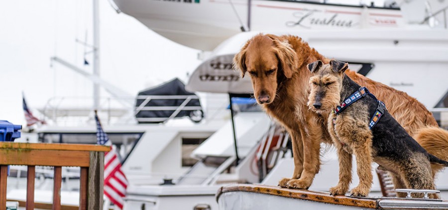 Ταξιδεύοντας με το σκύλο | Πλοίο