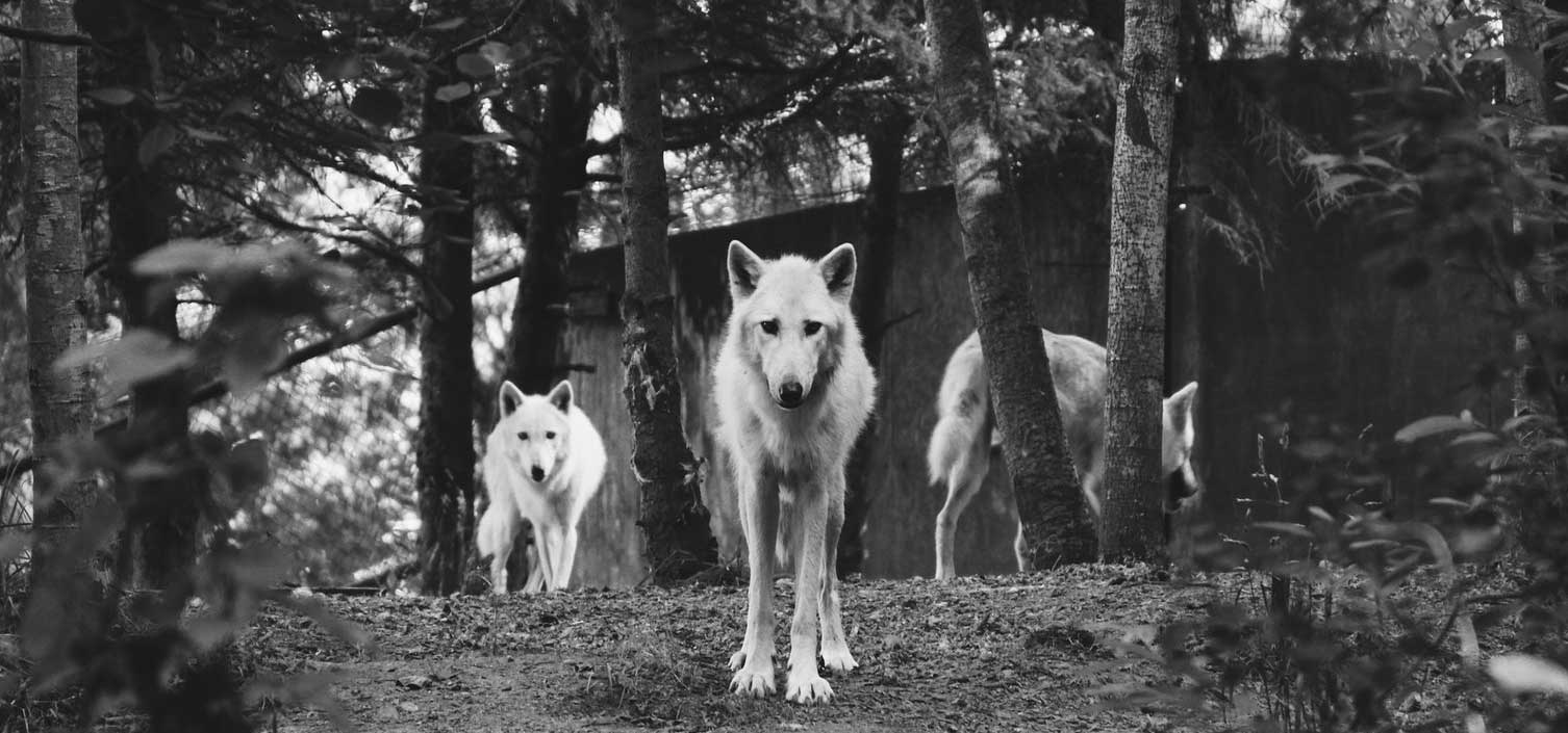 wolfs_forest